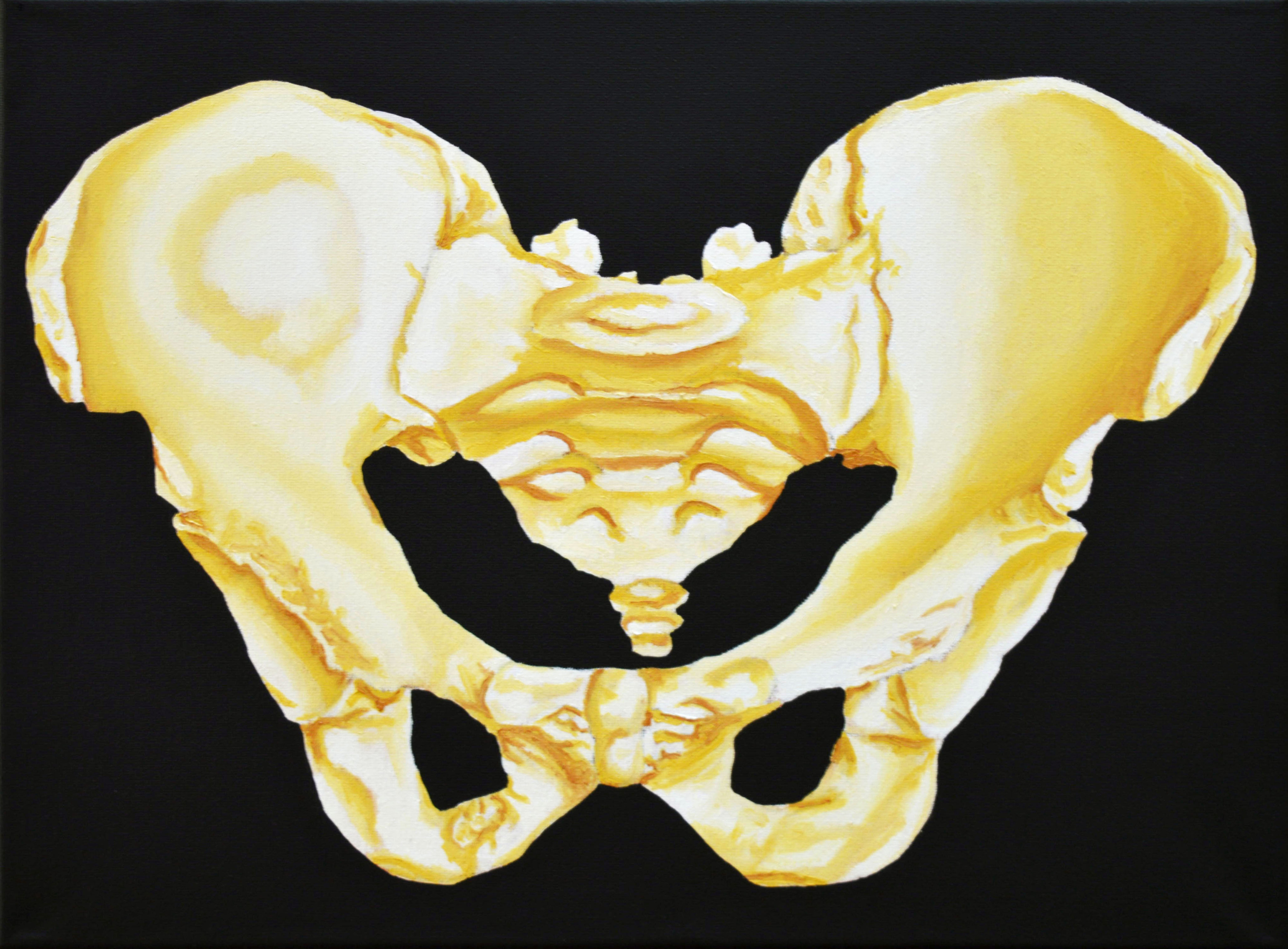 Pelvis 4 (yellow)